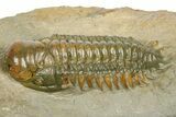 Prone Crotalocephalina Trilobite - Atchana, Morocco #372401-1